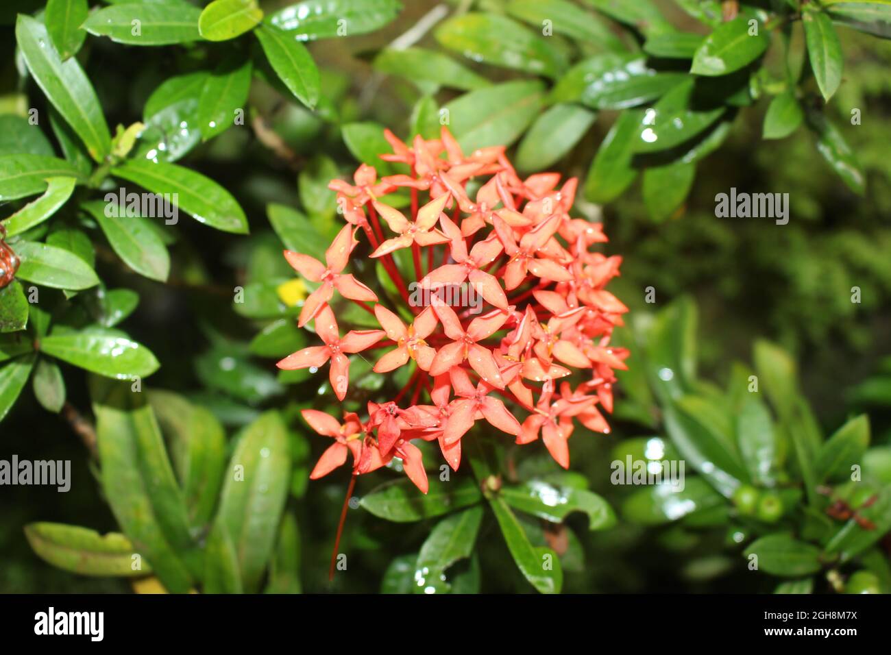 Gros plan Red West Indian Jasmine Flowers, belle nature. Fleurs rouges d'Ixora avec feuilles vertes Banque D'Images