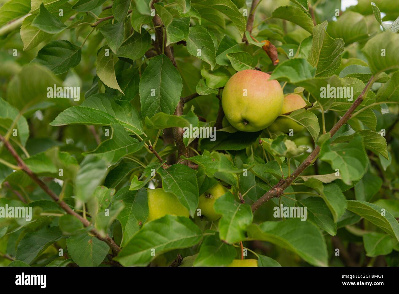 Journée ensoleillée dans le verger. Entre autres pommiers. Les pommes vertes mûrissent pendent sur les branches. C'est une journée ensoleillée. Banque D'Images