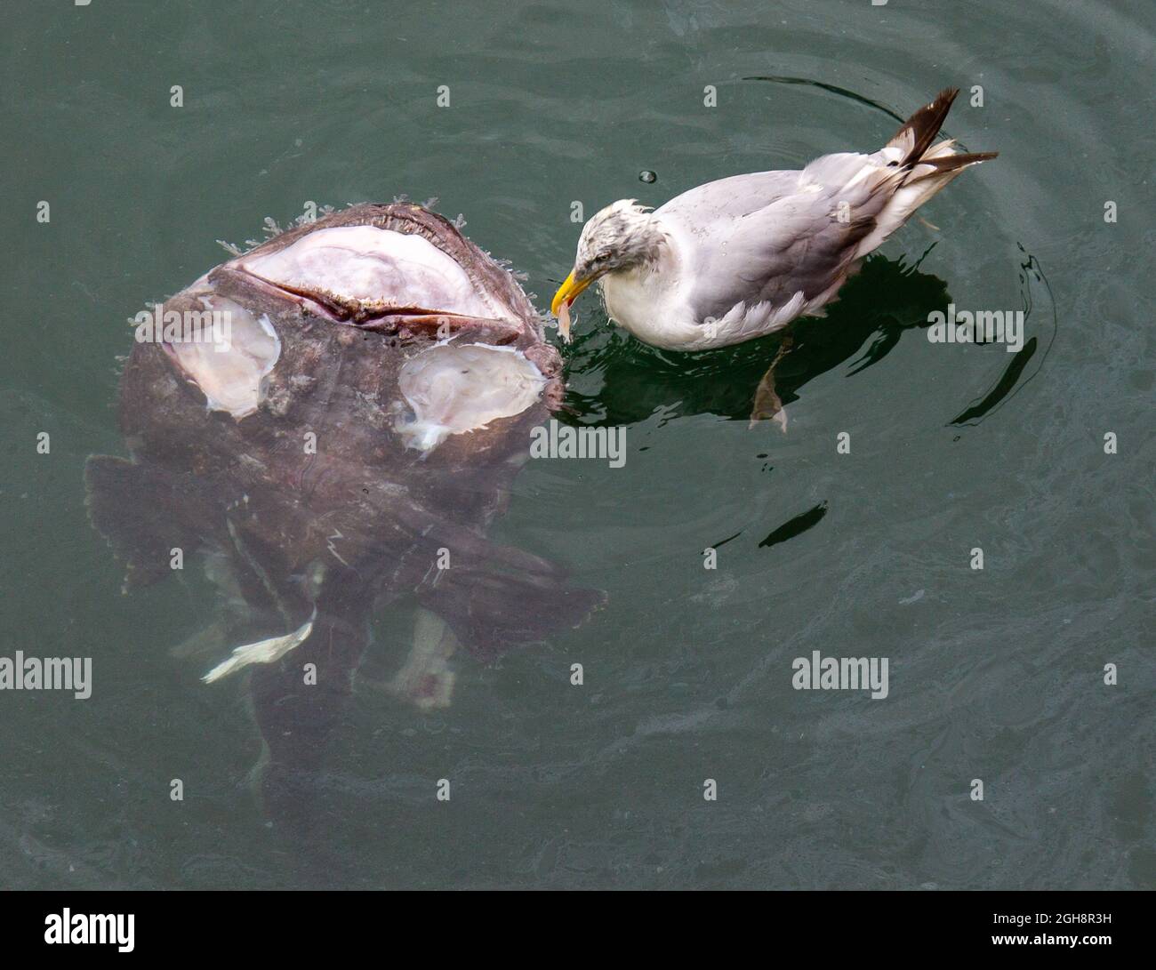 Goéland à harengs Larus argentatus qui enchase une carcasse de Monkfish morte Banque D'Images