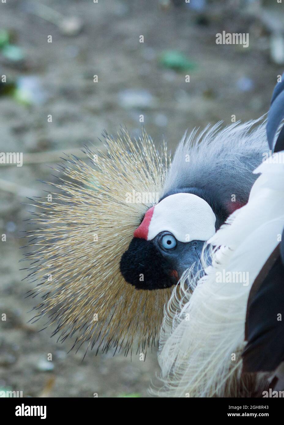 Gros plan d'oiseau exotique qui fait ses plumes Banque D'Images