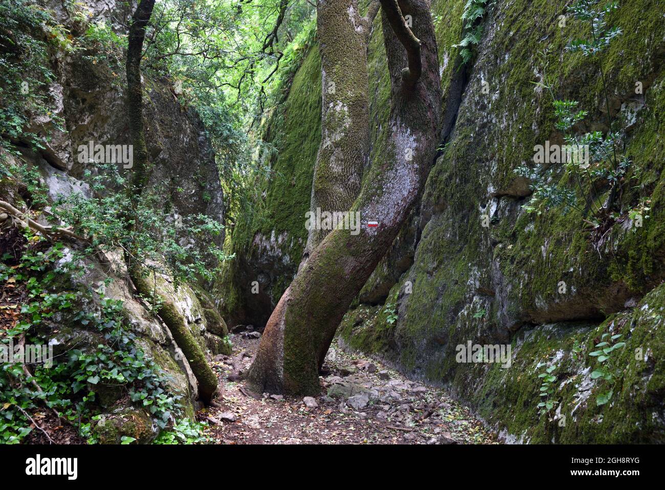 Forêt dingy, étroit Canyon et sentier dans la gorge de Regalon, ou Gorges du Régalon, près du Parc régional du Merindol Luberon Provence France Banque D'Images