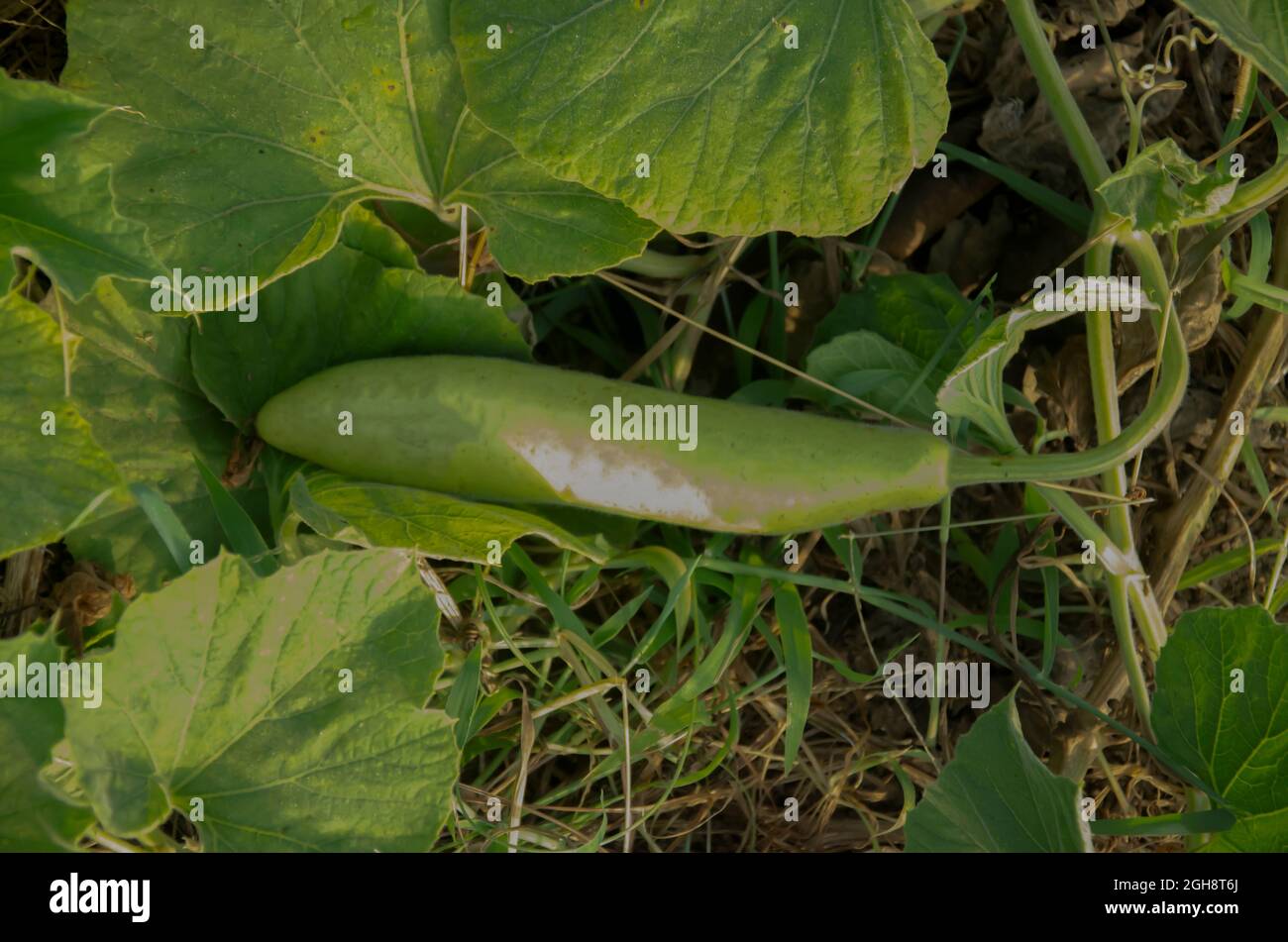 GROS PLAN DE LA LONGUE GOURD AVEC PLANTE DE SUPER-RÉDUCTEUR VERTE EN PLEINE CROISSANCE DANS UN JARDIN AVEC FOND VERT AU SOLEIL DU MATIN. LONG GOURD INDIEN ET FEUILLES VERTES EN S Banque D'Images