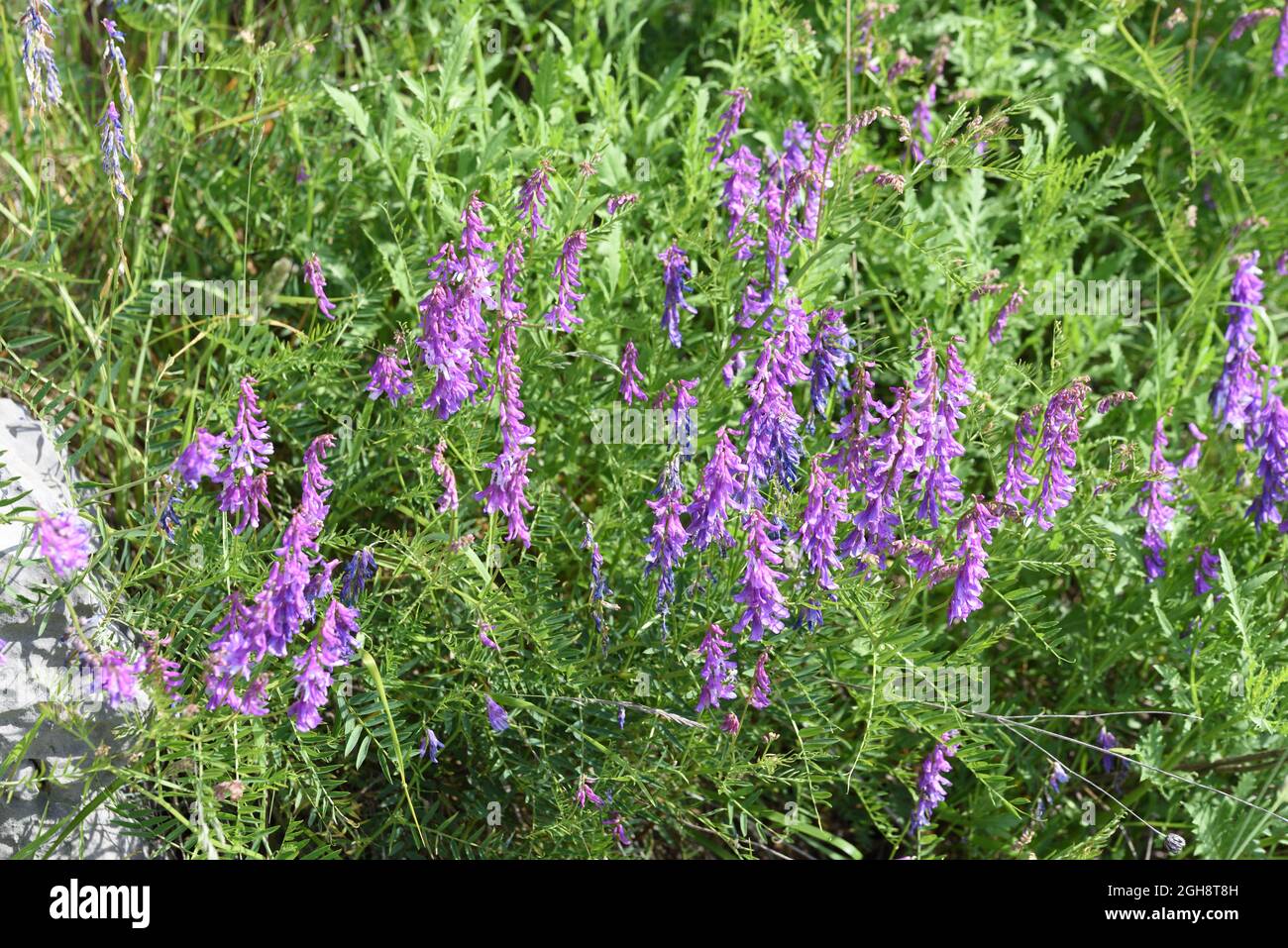 Etch de vache, Vicia craca, alias Etch touffeté, Etch d'oiseau, Etch boréal ou Etch bleu Banque D'Images