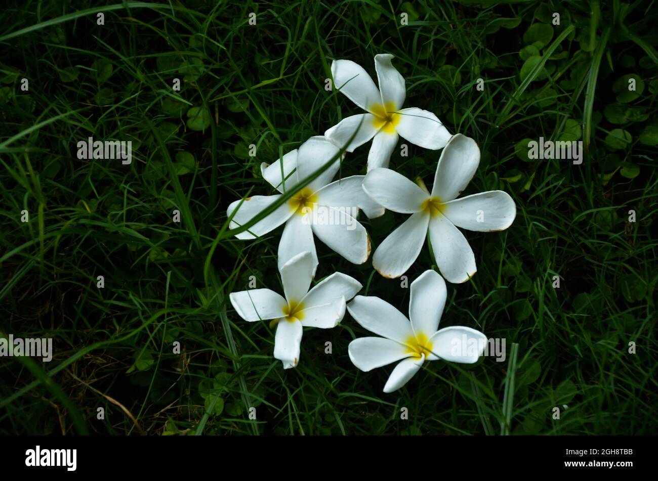 DES FLEURS DE FRANGIPANI BLANC PUR ONT ÉTÉ ISOLÉES SUR FOND D'HERBE VERTE DANS LA LUMIÈRE DU MATIN. BEARTIFIUL FLEURS BLANCHES ET JAUNES DANS LE JARDIN. Banque D'Images