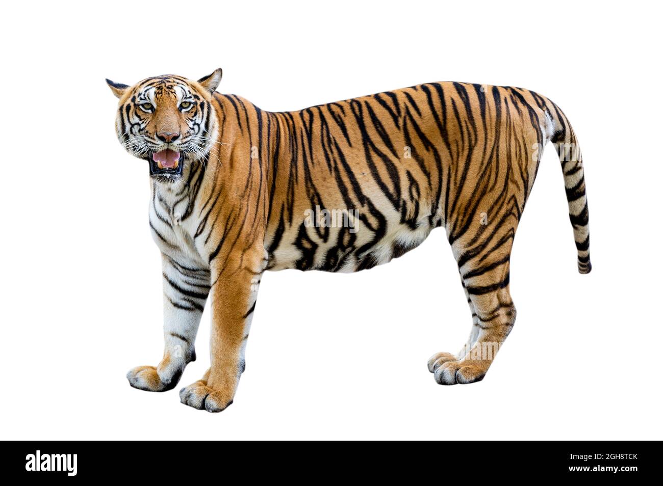 Fond blanc tigre isoler un corps entier Banque D'Images