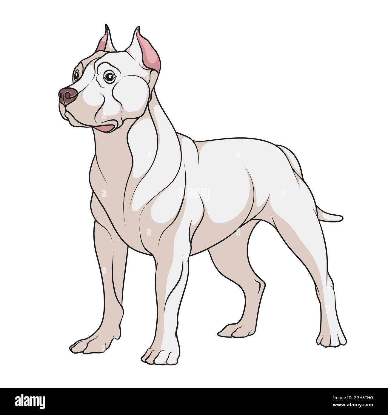 Illustration en couleur d'un chien de taureau à fosse. Objet vectoriel isolé sur fond blanc. Illustration de Vecteur