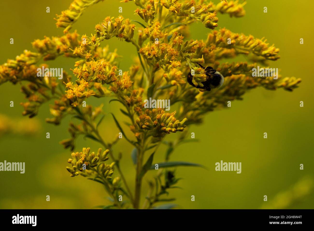 Une abeille commune de l'est, bombus impatiens, qui fourraille quelques fleurs d'automne. Banque D'Images