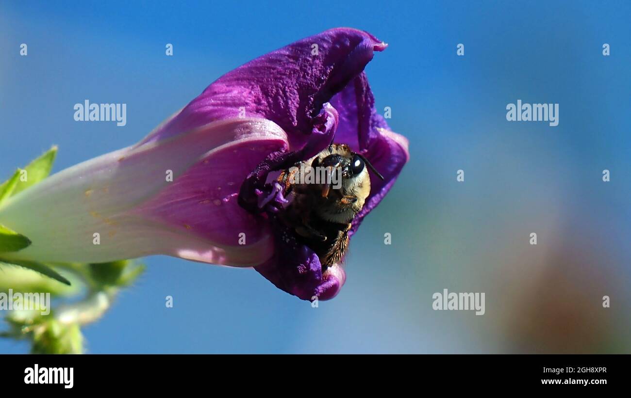 APPAREIL PHOTO NUMÉRIQUE OLYMPUS - gros plan d'un bourdon assis dans la fleur violette fermée d'une plante de gloire du matin avec un ciel bleu en arrière-plan. Banque D'Images