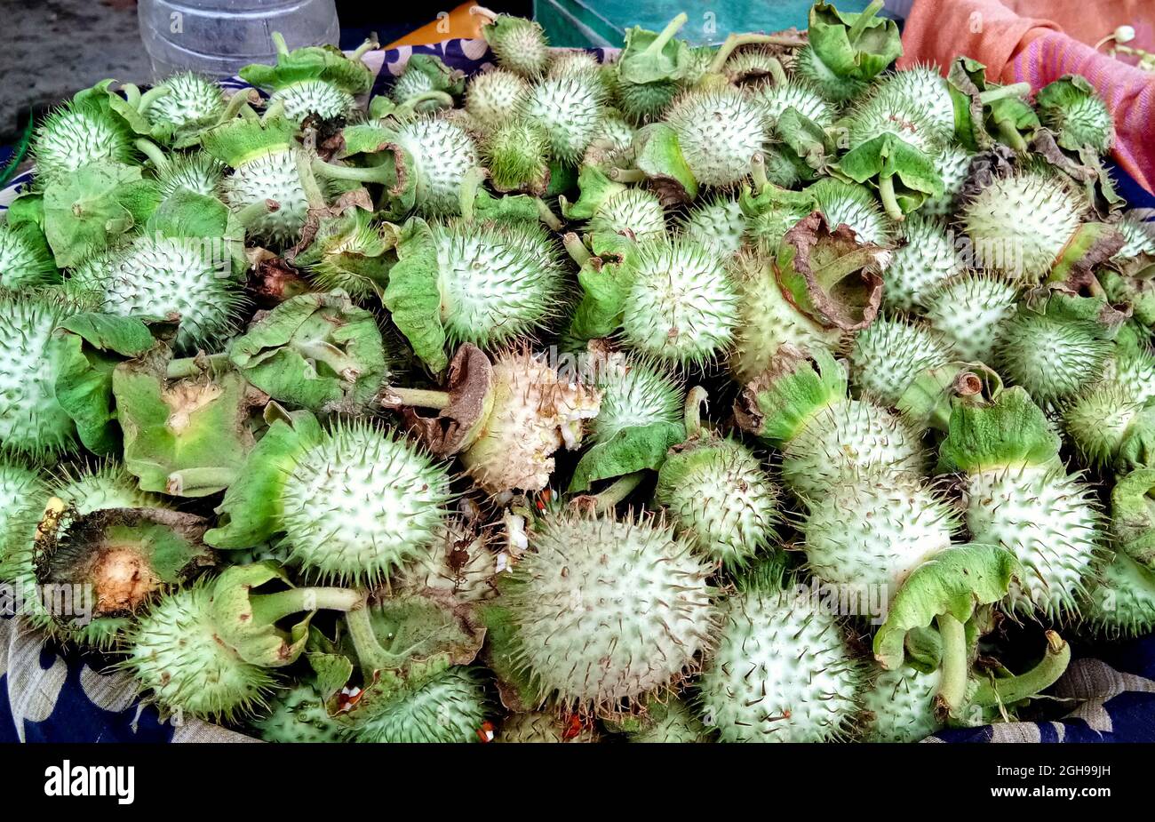 Fruits verts Datura innoxia. Il est également connu sous le nom de Datura wrightii ou Datura sacrée. Métal hindou datura dans la période de fructification Banque D'Images