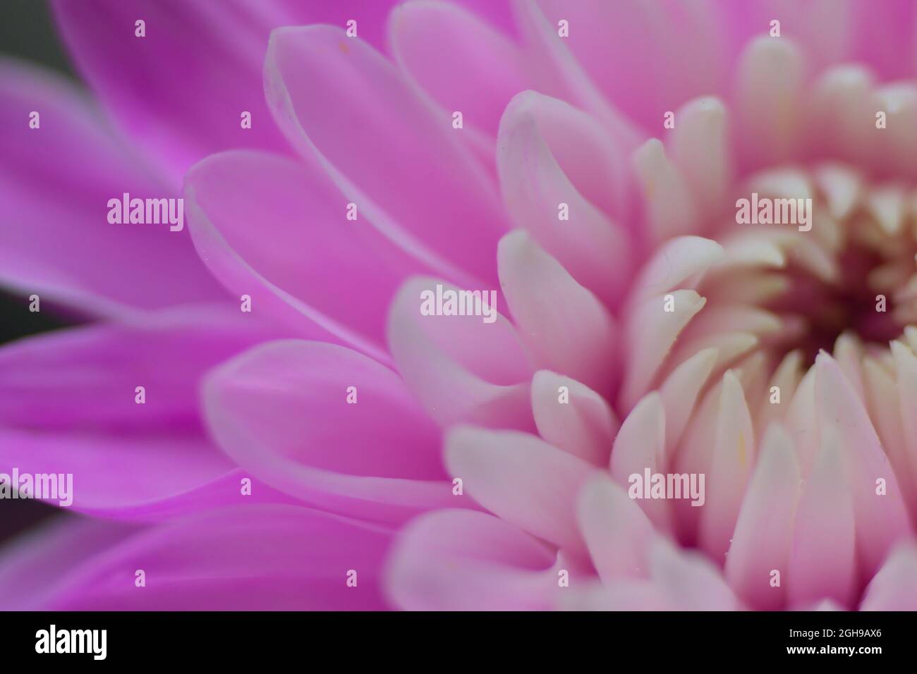 Texture macro d'une fleur Dahlia colorée et vive Banque D'Images