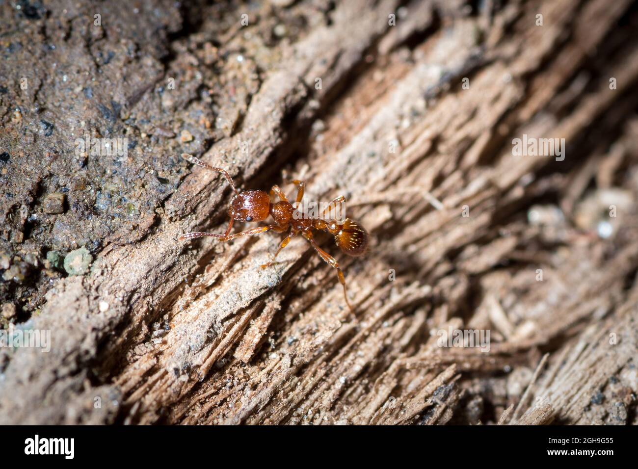 Le travailleur de la rubra Myrmica marche dans un morceau de bois pourri Banque D'Images