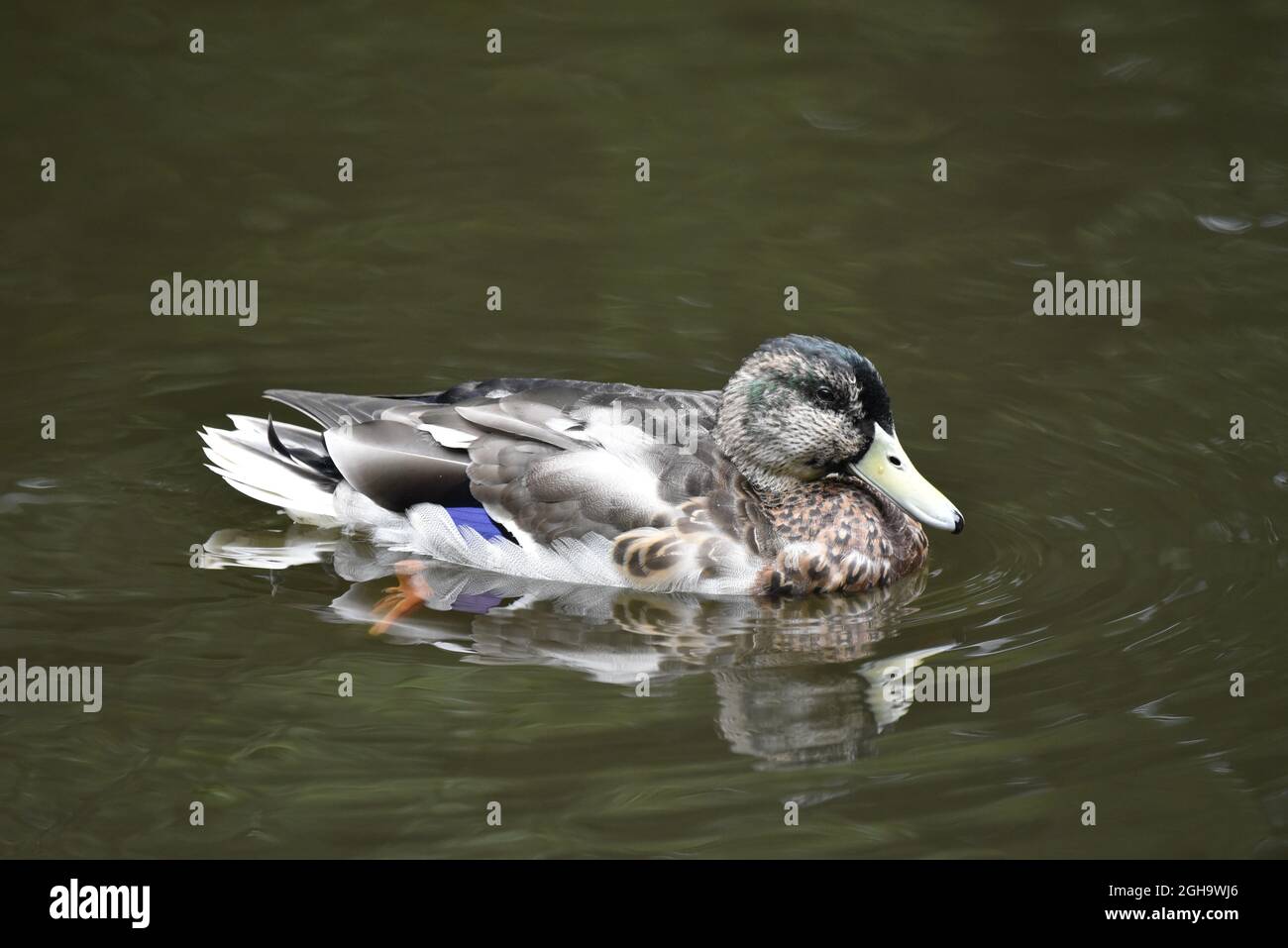 Gros plan du Canard colvert Drake Duck (Anas platyrhynchos) dans le plumage Eclipse sur un lac dans une réserve naturelle du Staffordshire, au Royaume-Uni, en septembre Banque D'Images