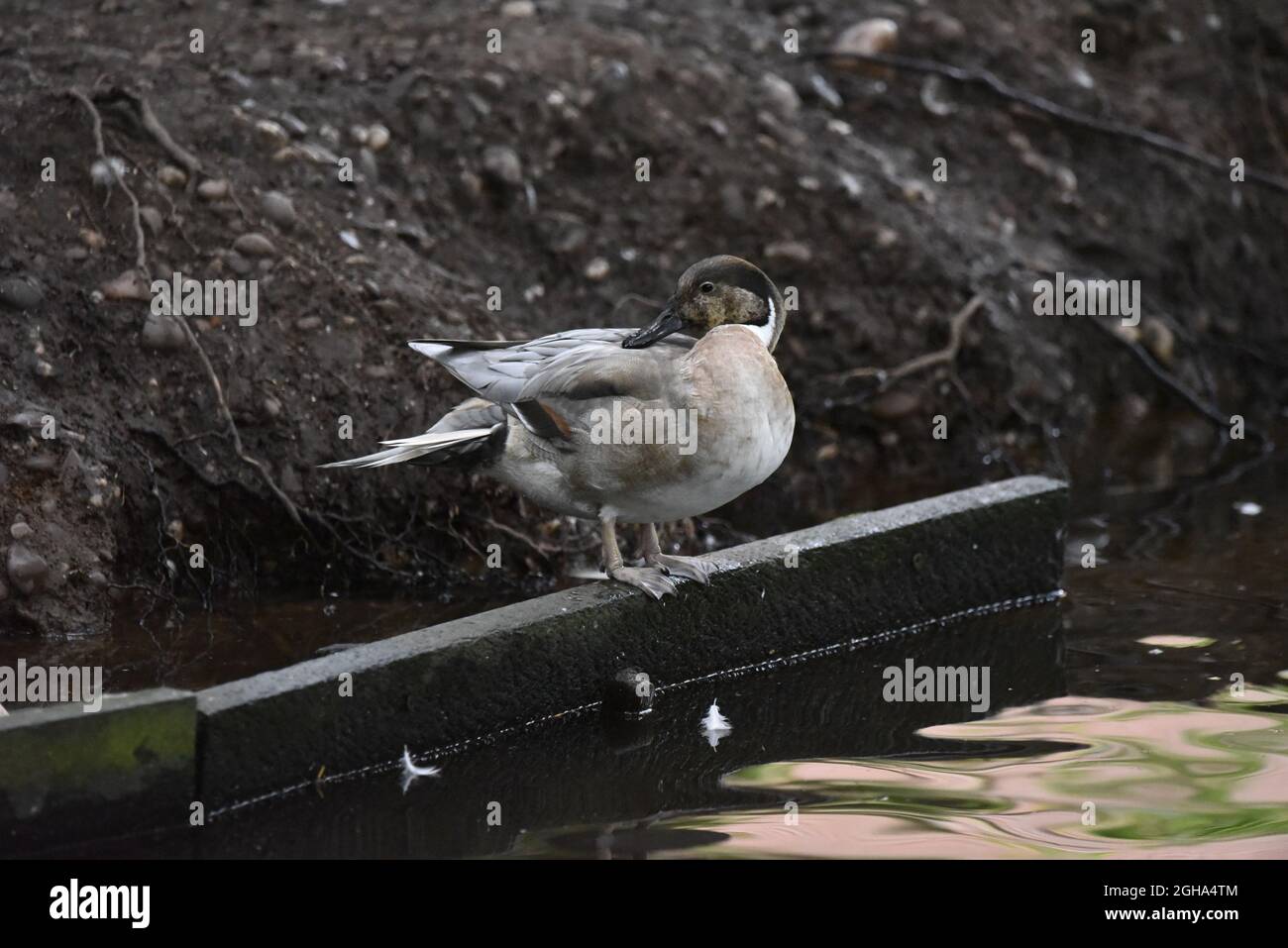 Canard à queue de canard du Nord (Anas acuta) x Canard à paroi de canard (Mareca strepera) se prêtant sur une rive de rivière au-dessus de l'eau ondulée dans le Staffordshire, Angleterre Banque D'Images