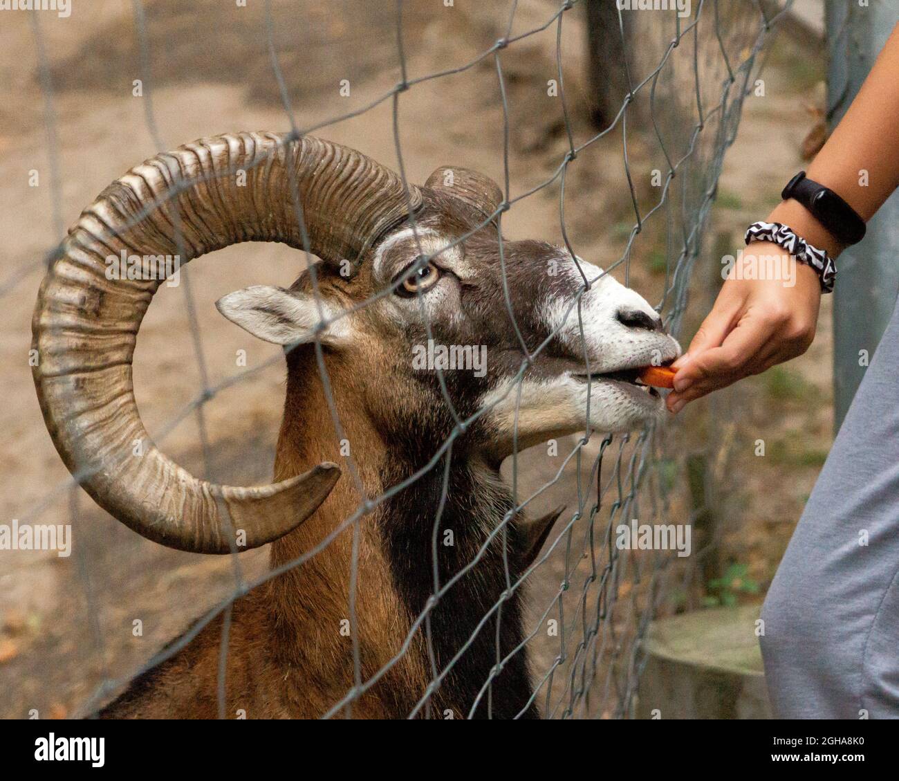 L'homme nourrit des carottes de mouflon au zoo Banque D'Images