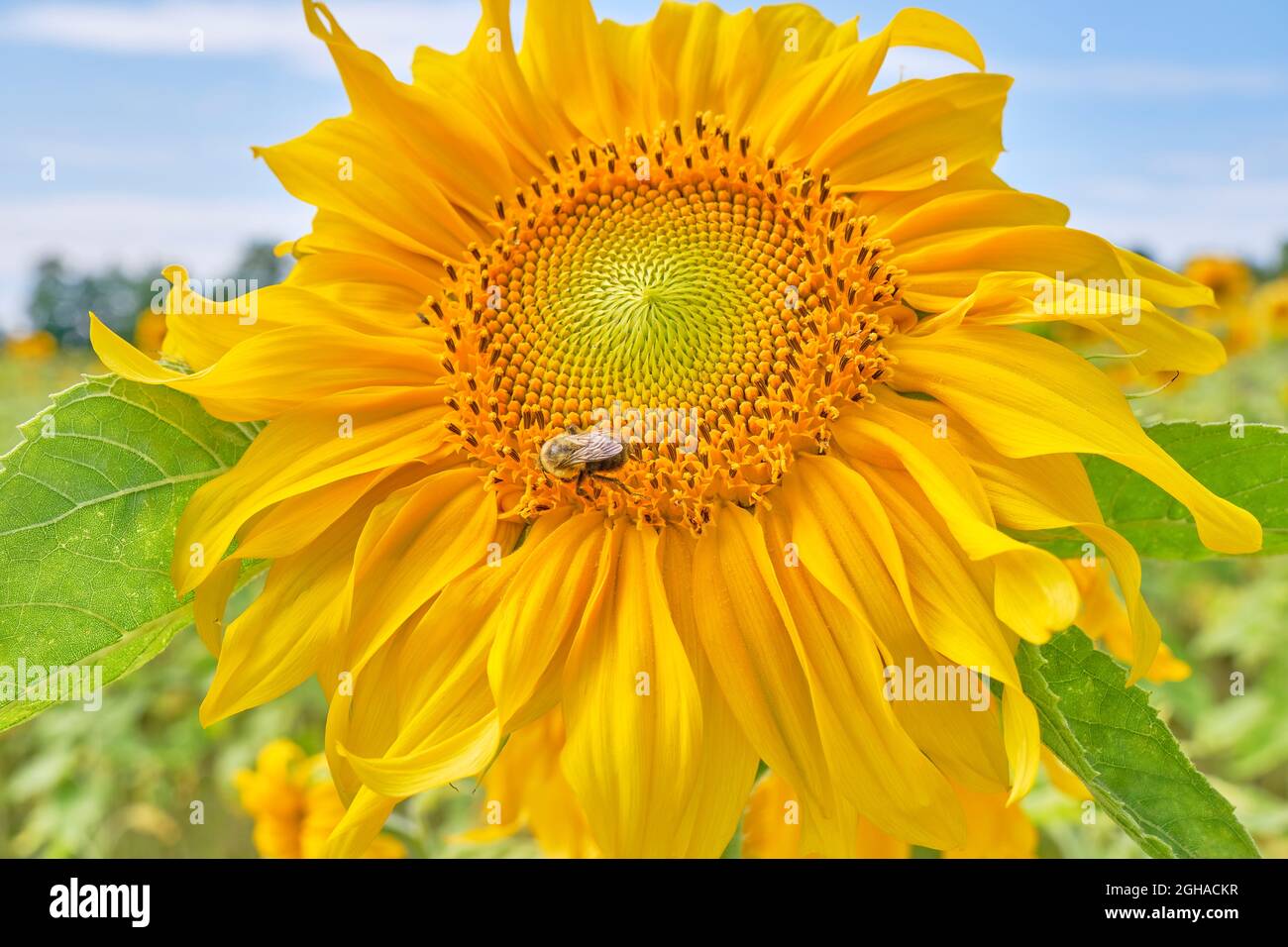 Le Bumblebee de l'est commun, Bombus impatiens, rassemble le pollen dans un beau champ de tournesols jaunes. Banque D'Images