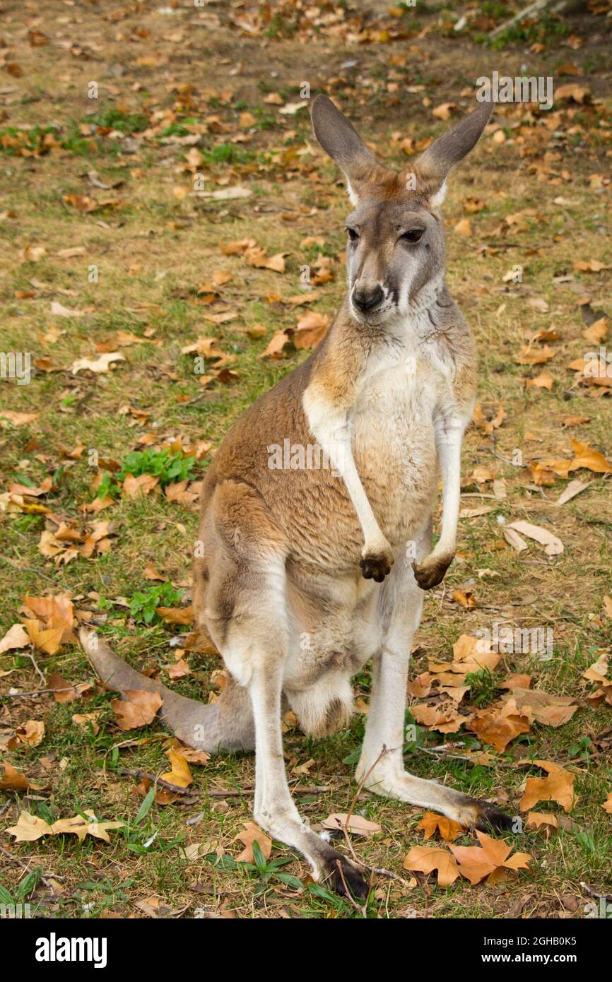 Gros plan d'un seul kangourou dans une steppe en automne Banque D'Images