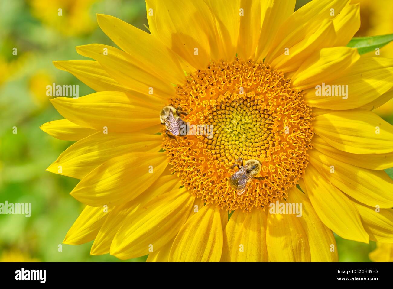 Deux Bumblebees de l'est commun, Bombus impatiens, rassemblent le pollen dans un beau champ de tournesols jaunes. Banque D'Images