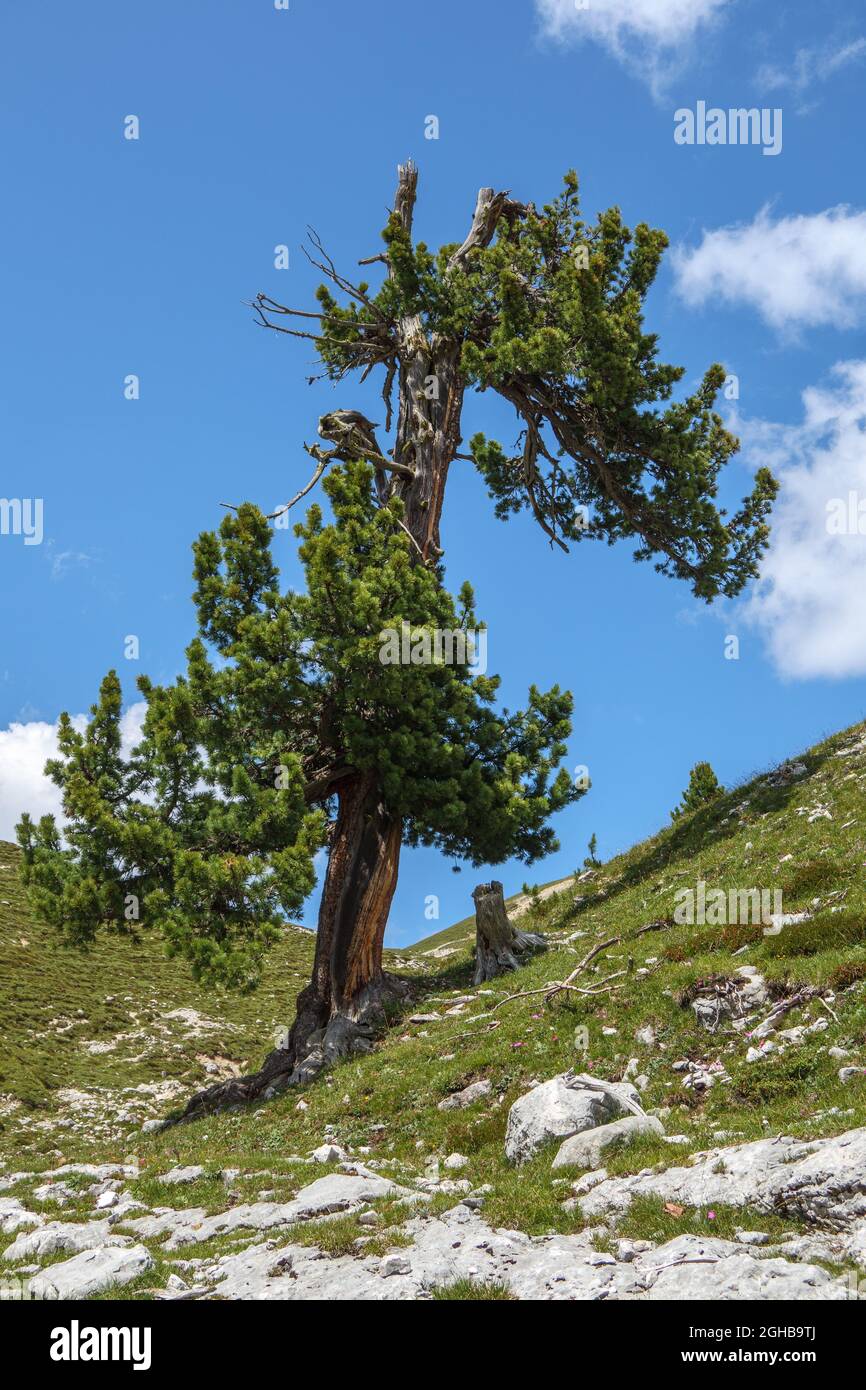 Arbre de pin de pierre suisse (Pinus cembra). Les Dolomites. Alpes italiennes. Europe. Banque D'Images