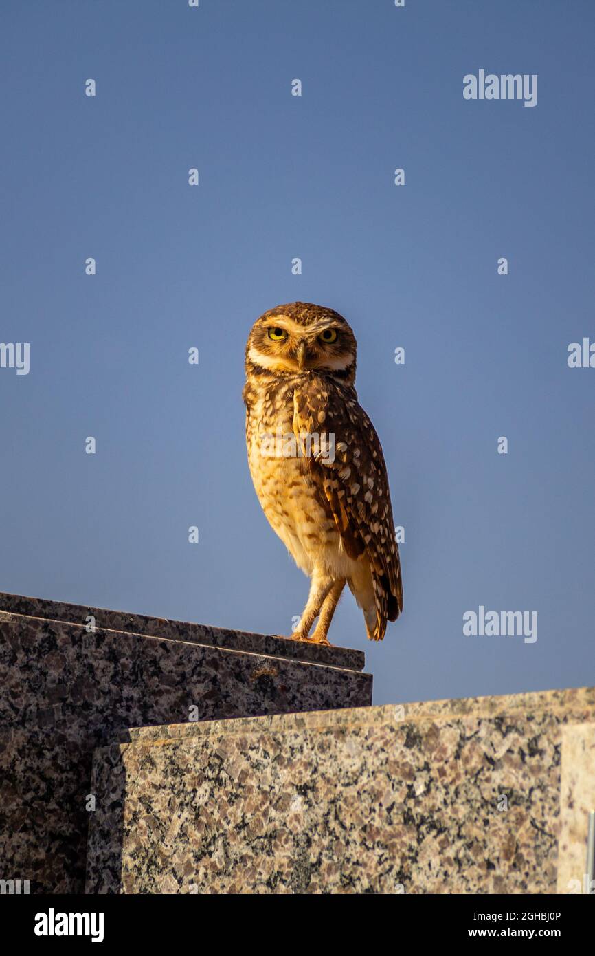 Un hibou reposant sur une tombe dans un cimetière de la ville de Goiânia. (Cimetière du parc) Banque D'Images Un hibou reposant sur une tombe dans un cimetière de la ville de Goiânia. (Cimetière du parc) Banque D'Images