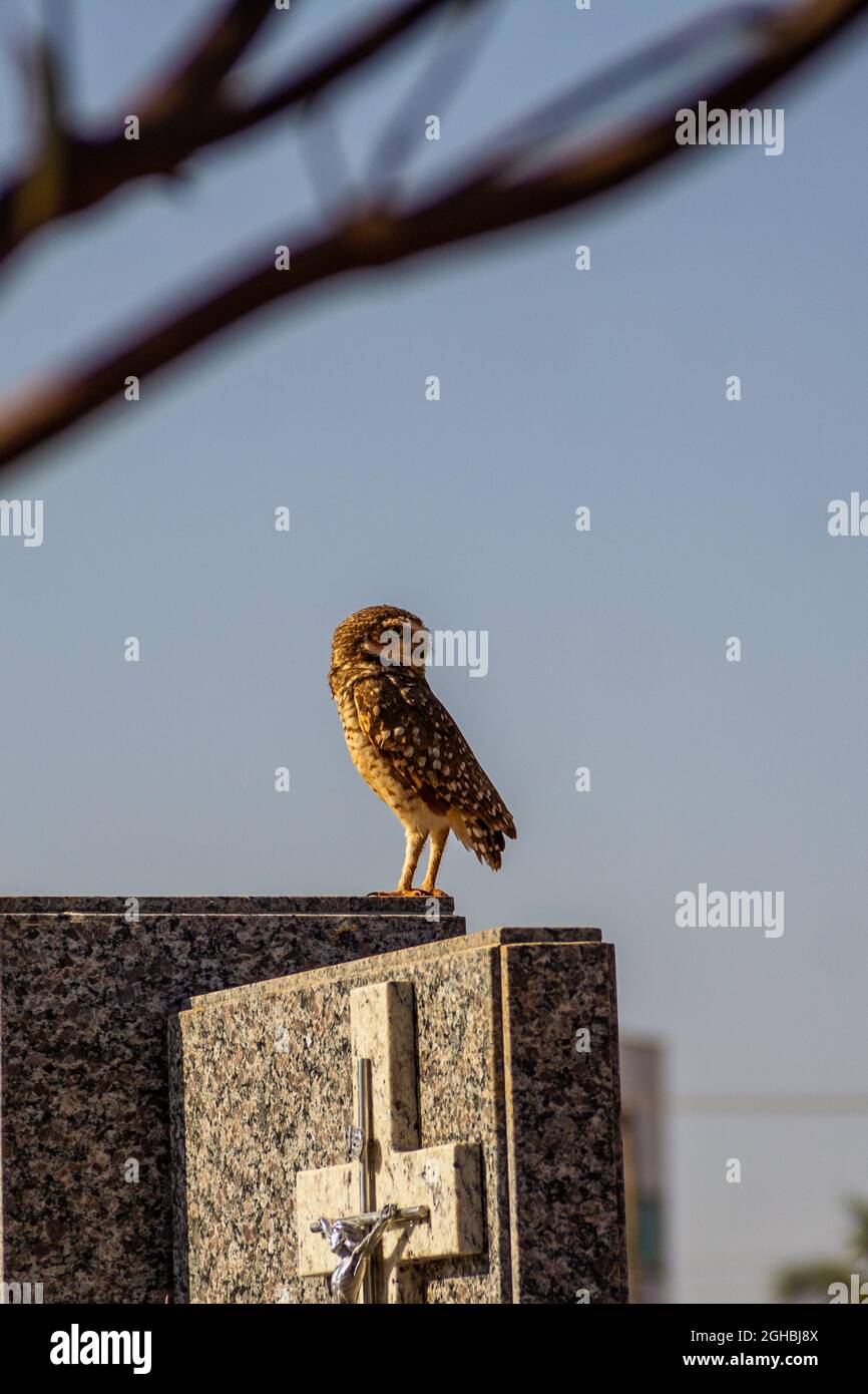 Un hibou reposant sur une tombe dans un cimetière de la ville de Goiânia. (Cimetière du parc) Banque D'Images Un hibou reposant sur une tombe dans un cimetière de la ville de Goiânia. (Cimetière du parc) Banque D'Images