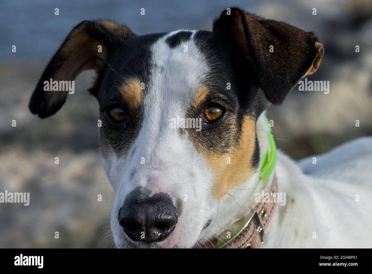 Gros plan du visage d'un chien de race de terrier et de croisement avec pointeur, avec œil de noisette Banque D'Images
