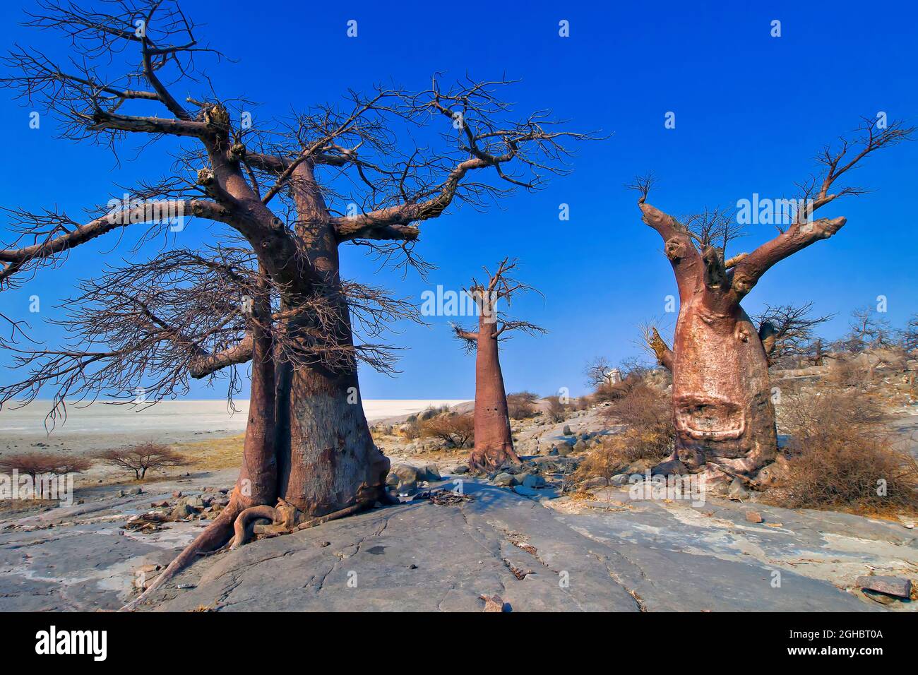 Le Baobab, Adansonia digitata, Kubu Island, mer Blanche de sel, Lekhubu, Makgadikgadi Pans National Park, Botswana, Africa Banque D'Images