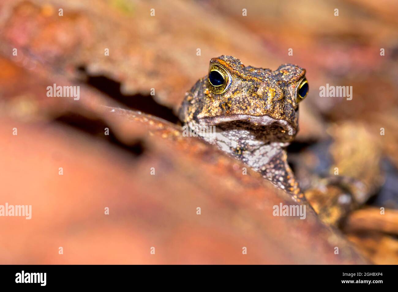 Grenouille tropicale, forêt tropicale, Parc national du Corcovado, zone de conservation d'Osa, Péninsule d'Osa, Costa Rica, Amérique centrale, Amérique Banque D'Images