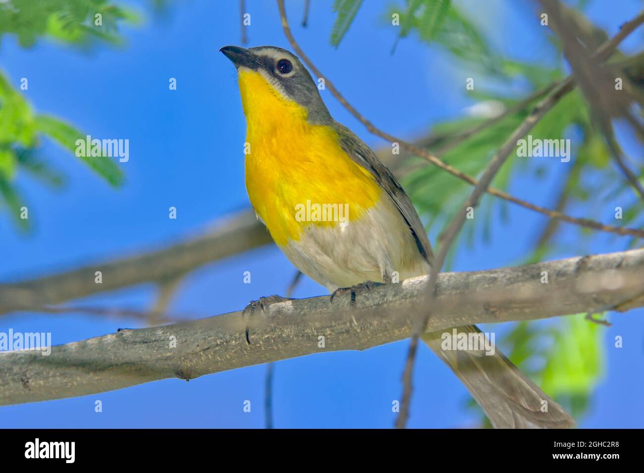Un Oiseau Originaire De L Arizona Connu Sous Le Nom De Chat A Poitrine Jaune Espece Icteria Virens Famille Icteriidae Photo Stock Alamy