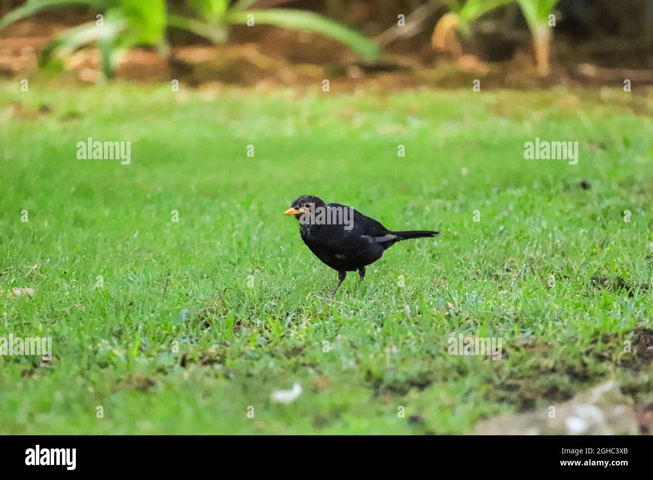 blackbird posant dans l'herbe Banque D'Images