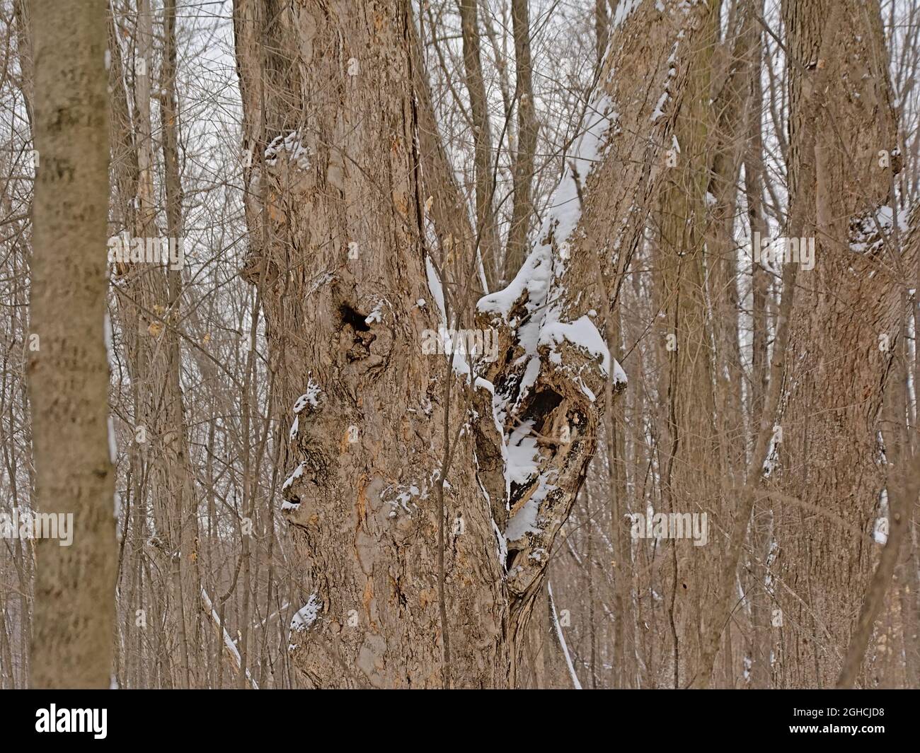Tronc d'arbre dans une forêt d'hiver enneigée dans le parc national de Gatineau, Québec, Canada Banque D'Images
