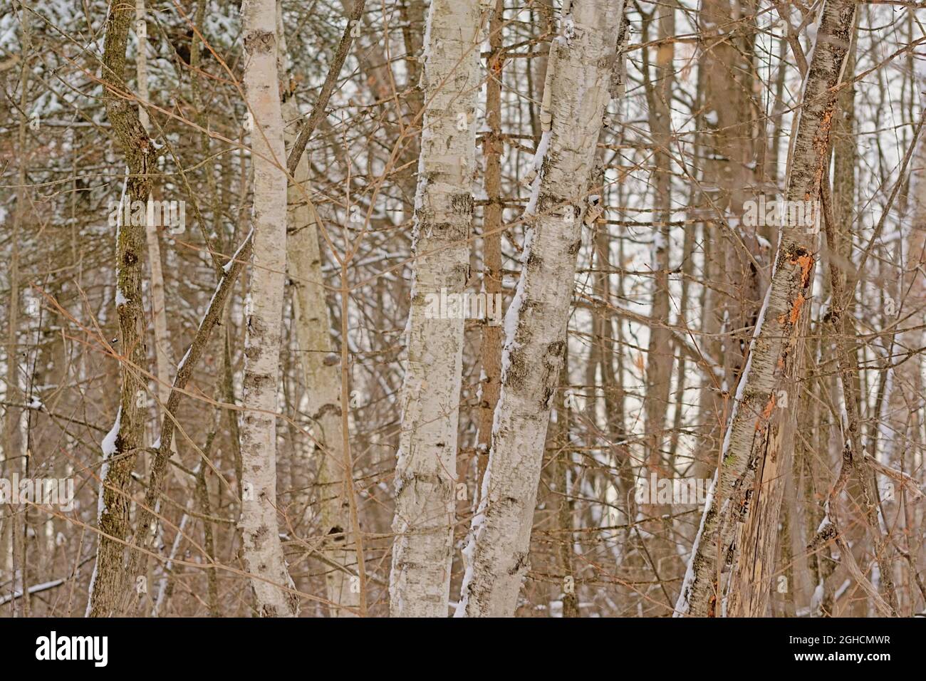 Arbres et arbustes nus dans la neige dans une forêt du parc national de Gatineau, Québec, Canada Banque D'Images