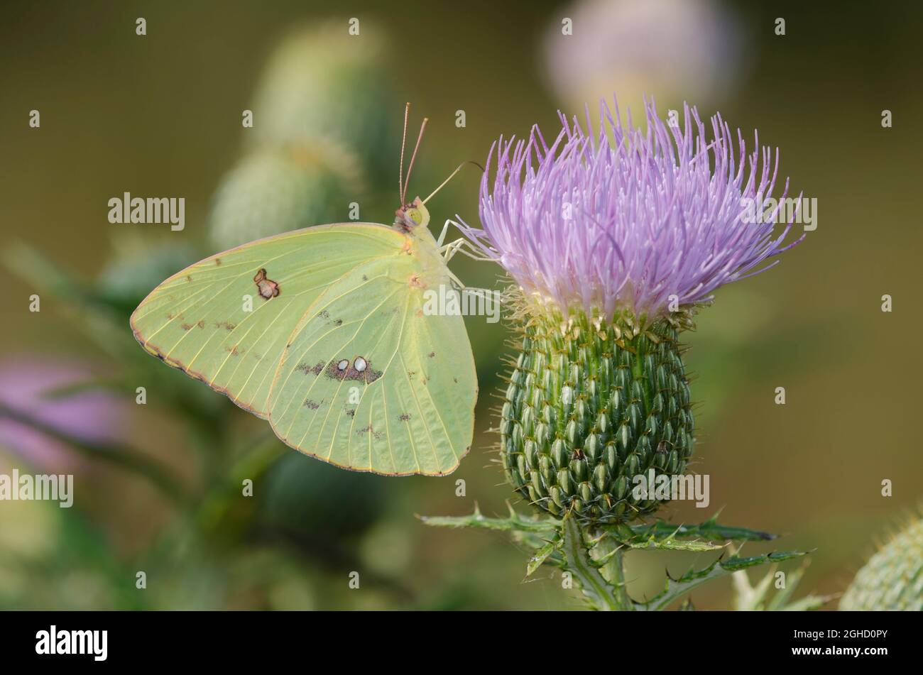 Soufre sans nuages, Phoebis sennae, nectaring femelle de Tall Thistle, Cirsium altissimum Banque D'Images