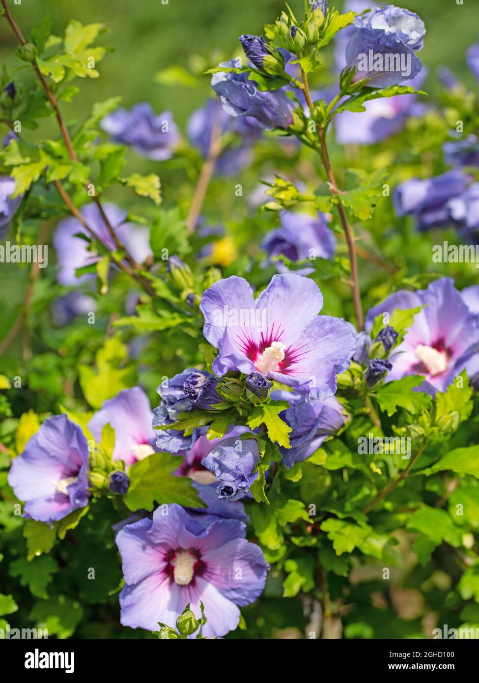 Hibiscus en fleurs violettes dans le jardin Banque D'Images