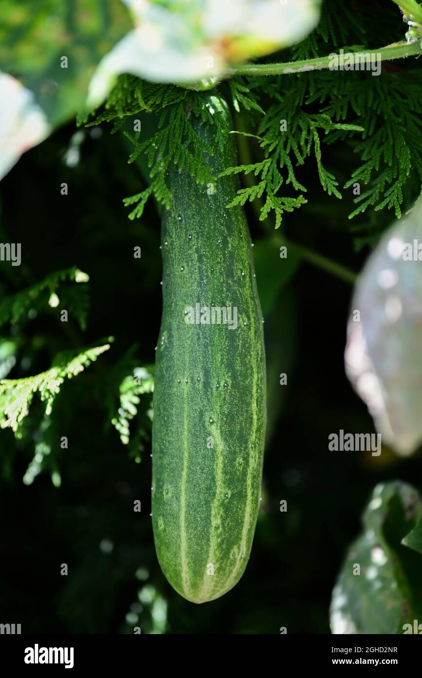 Vigne de concombre Banque D'Images