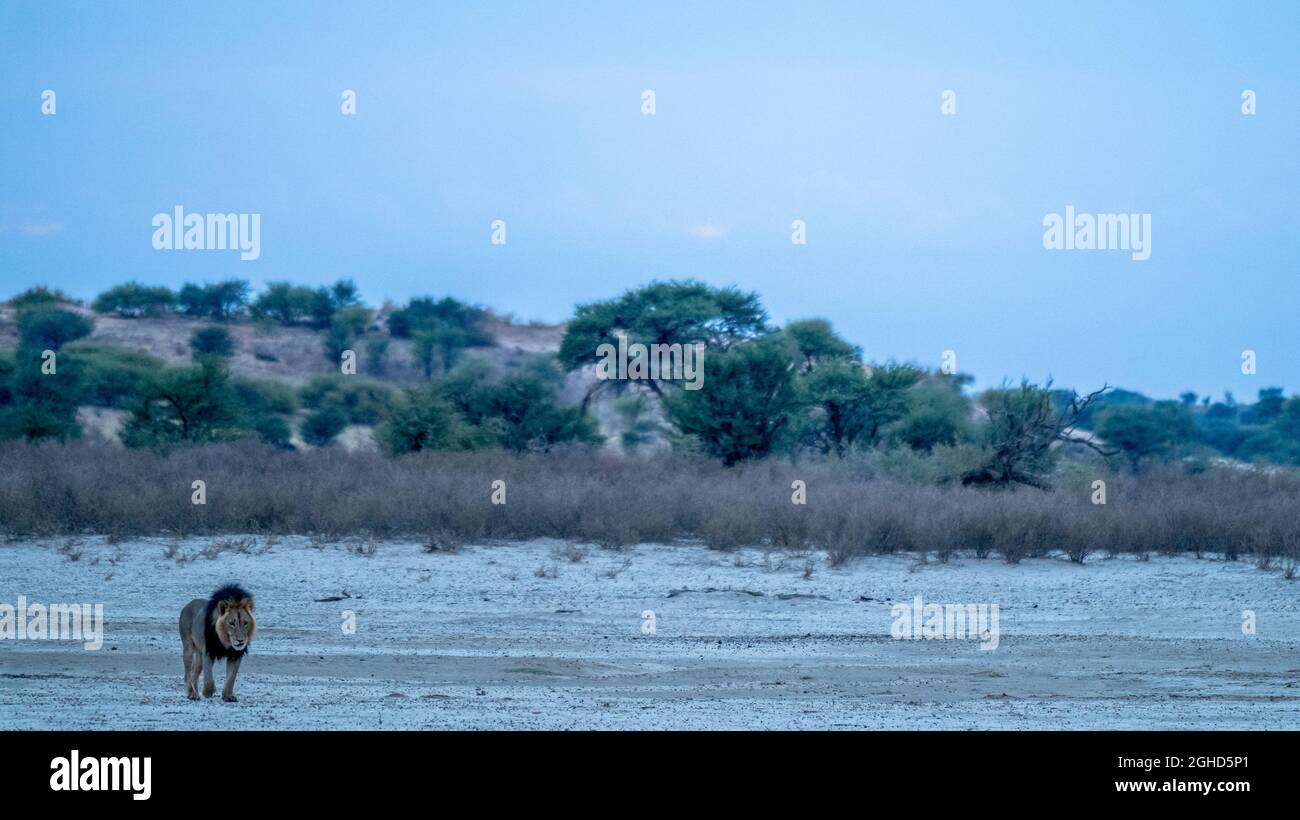 Jeune homme Kalahari Lion Léolanthera , Parc transfrontalier Kgalagadi, Kalari, Cap Nord, Afrique du Sud Banque D'Images