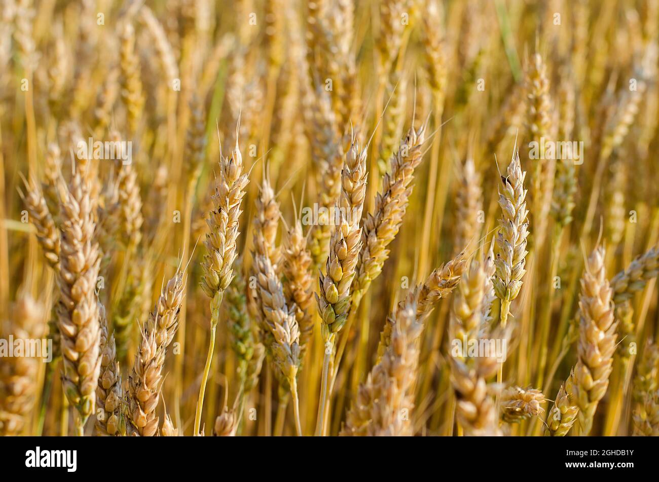 les épillets de mûrissement du blé dans le champ se rapprochent en été Banque D'Images