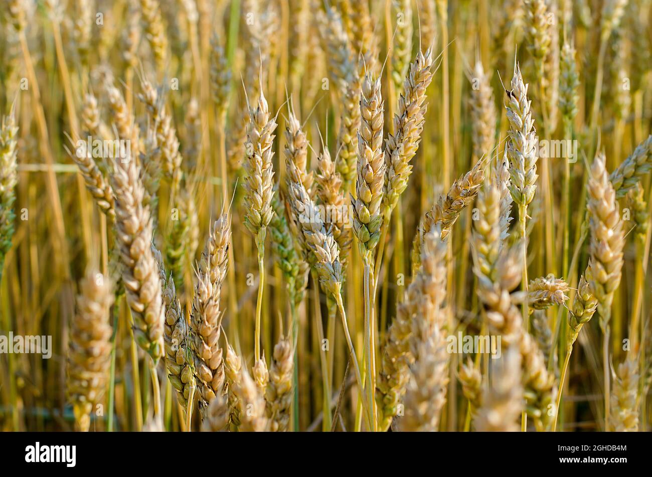 les épillets de mûrissement du blé dans le champ se rapprochent en été Banque D'Images