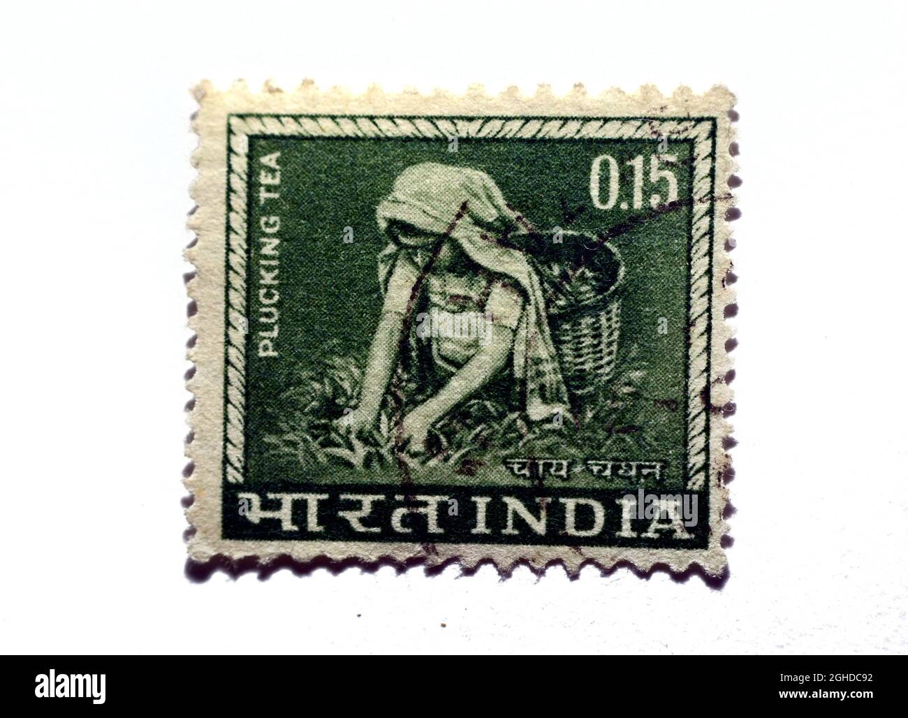 Un timbre-poste imprimé en Inde montre une femme qui pille et cueille du thé, vers 1965, image de cueilleurs de thé isolés sur fond blanc Banque D'Images