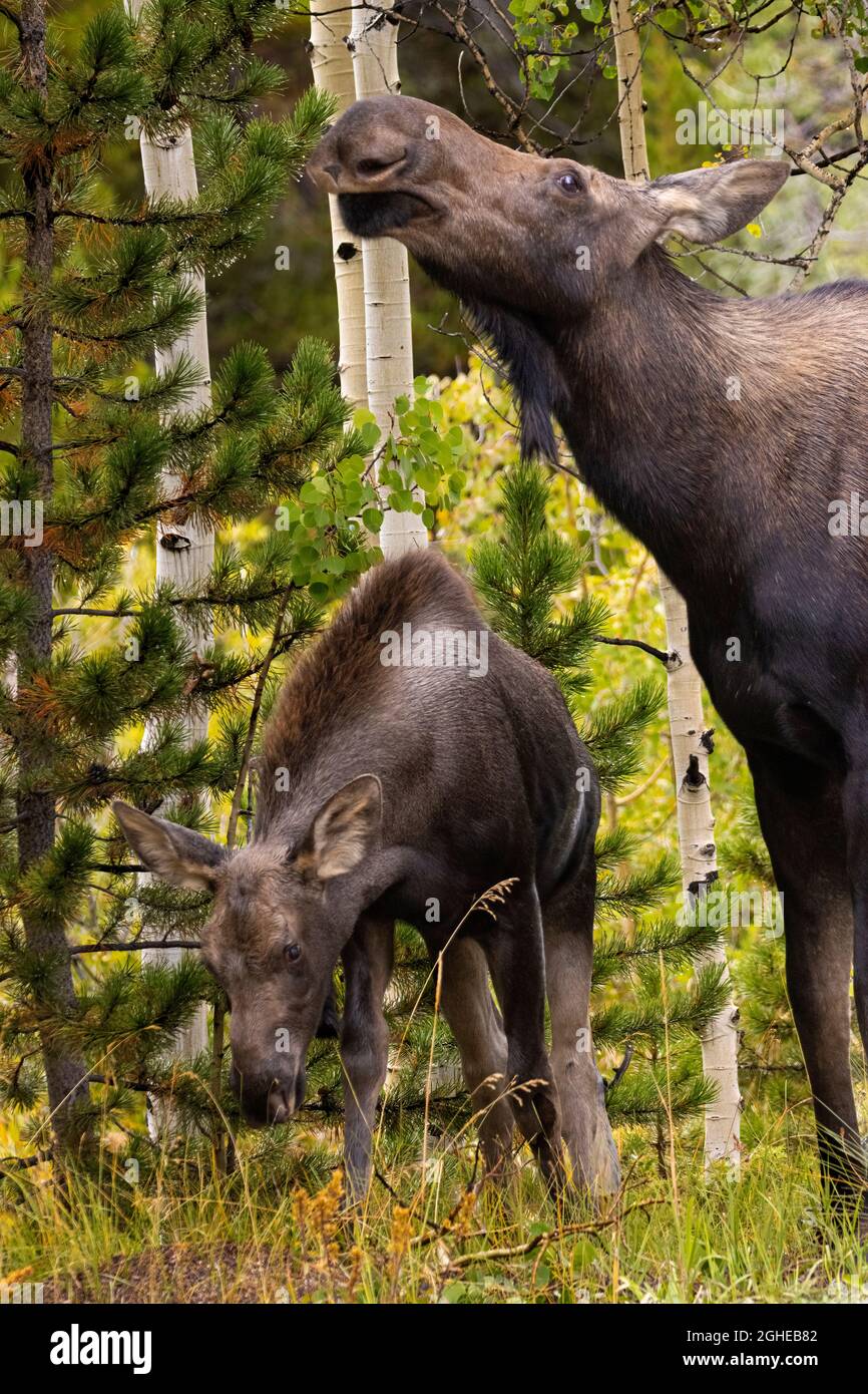 La vache à l'orignal et ses deux veaux au lac Jefferson, Colorado, au cours d'une belle matinée du début de l'automne Banque D'Images