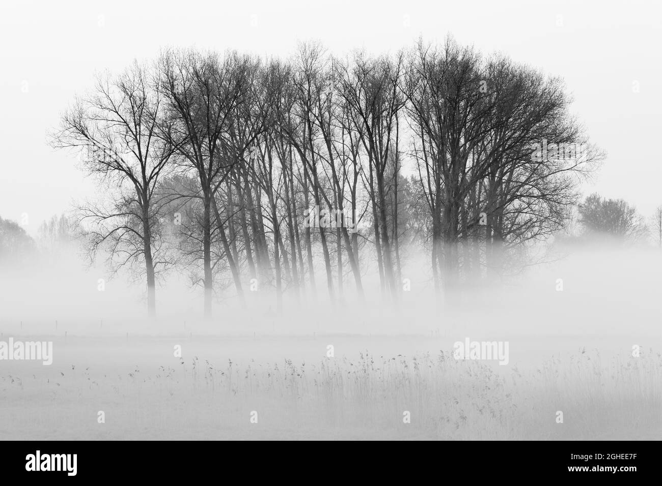 Arbres dans un champ à un lever de soleil brumeux Banque D'Images