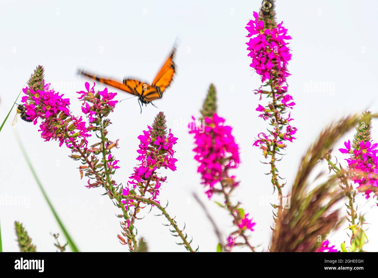 monarque papillon sur fleur de purlpe loestrife Banque D'Images