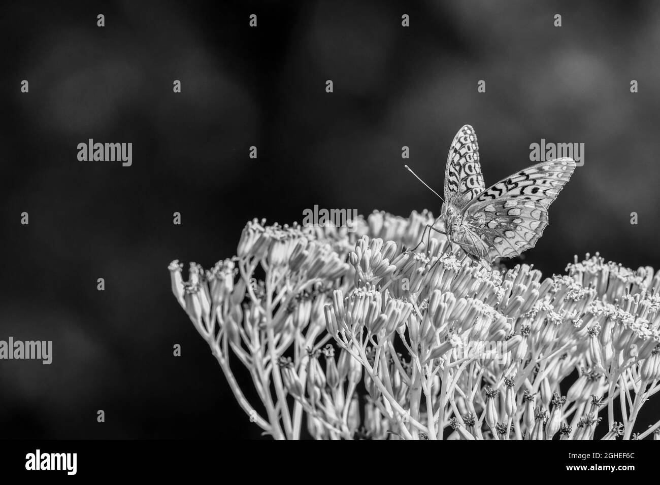 gros plan d'un papillon coloré sur une fleur en fleurs Banque D'Images