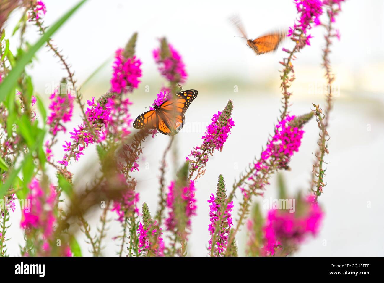 monarque papillon sur fleur de purlpe loestrife Banque D'Images