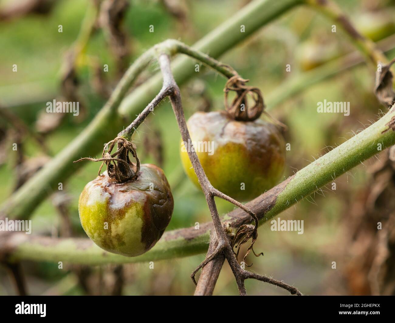 Pourriture de la tige de tomate causée par le champignon Didymella lycopersici et trop de pluie. Banque D'Images
