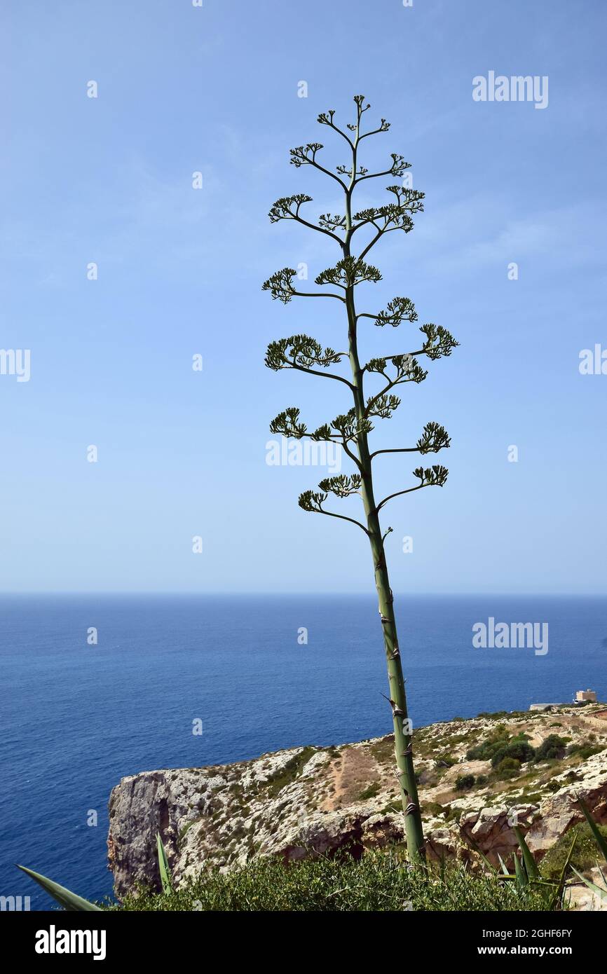 Aloès américain, plante du siècle, maguey, Agave americana, amerikai agávé,Malte, Europe Banque D'Images