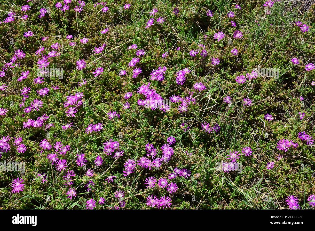 Rodondo super-réducteur ou rosée-fleur, Drosanthemum floribundum, kristályvirág, Turquie, Asie Banque D'Images