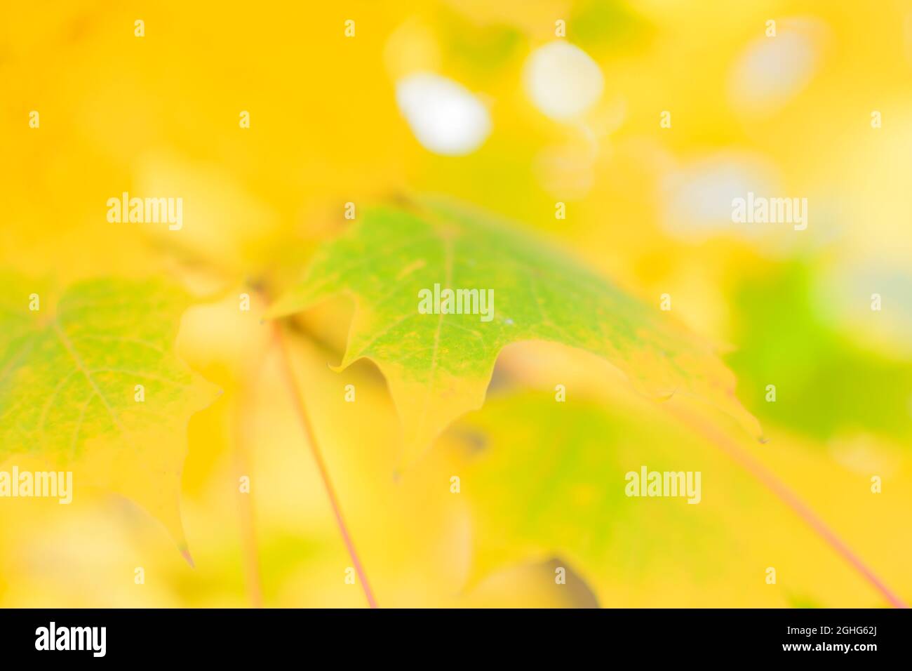 Image défocuée des feuilles d'automne sur un fond flou par temps ensoleillé. Aucune personne, gros plan, espace de copie, prise de vue macro. Banque D'Images