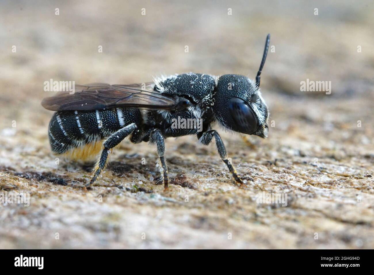 Gros plan d'une petite abeille charpentier du Sud femelle, Heriades crenulatus Banque D'Images