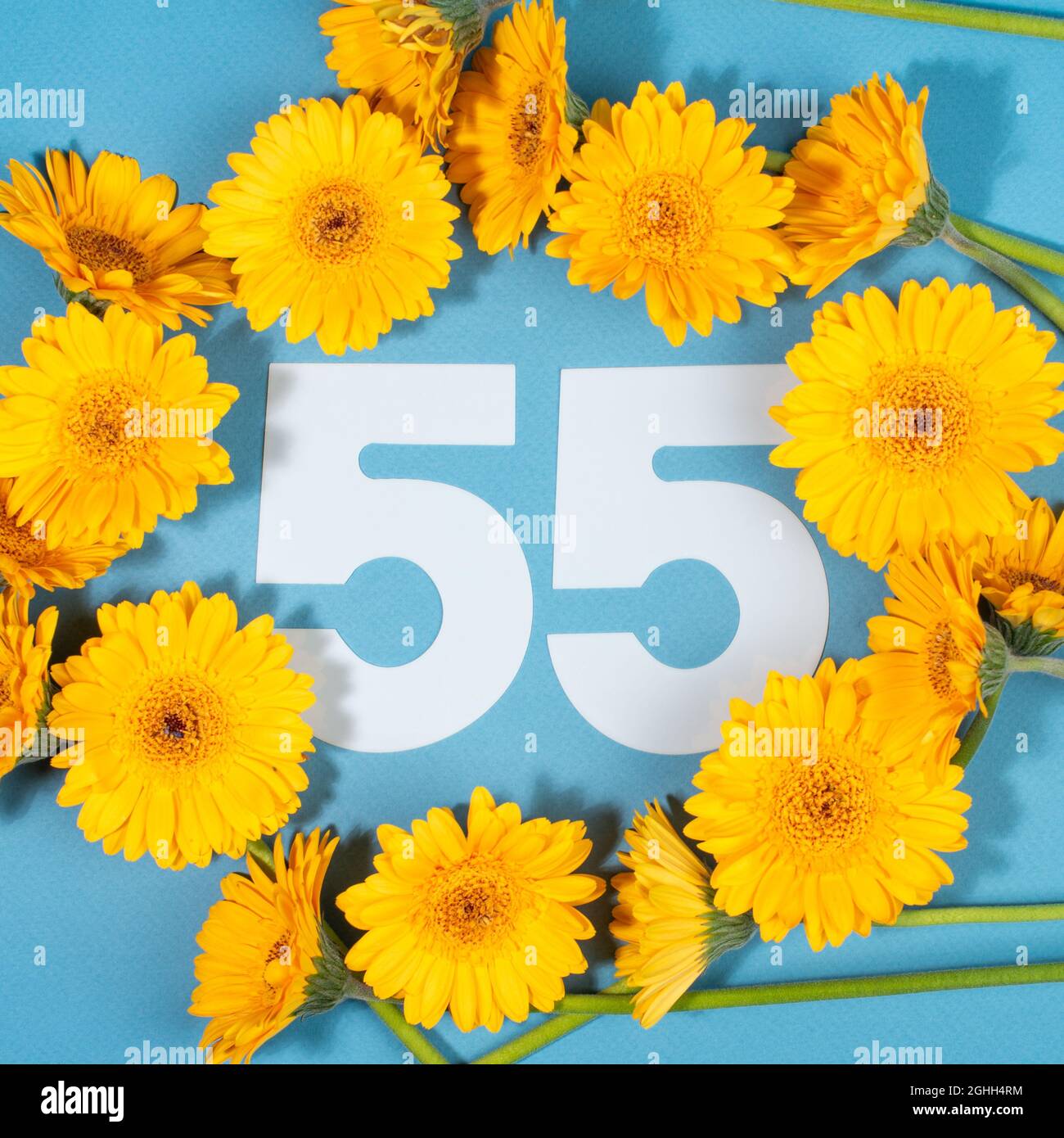 Numéro 55 entouré de fleurs de gerbera jaunes sur fond bleu. Banque D'Images