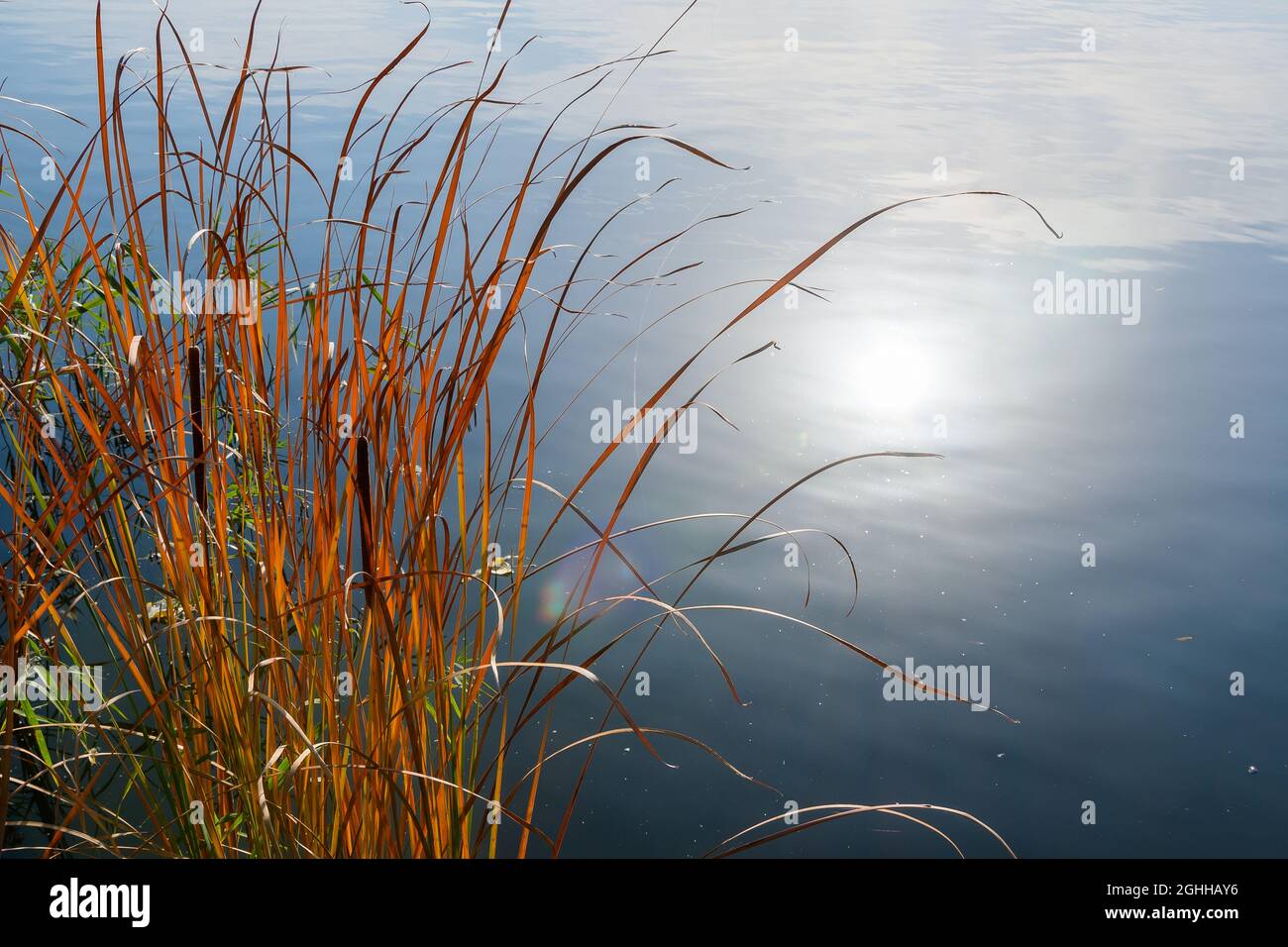 Epaisseaux de roseaux près de la rive et reflet du soleil dans l'eau du lac le jour de l'automne. Banque D'Images